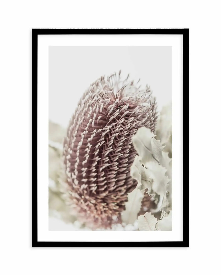 Framed art print of a Banksia flower head showing detailed close-up photography. The seedpod features tightly packed burgundy and mauve-toned segments arranged in spiral patterns, with cream and white petals visible at the base. Soft, muted background creates depth. Black wooden frame with white border surrounding the print.