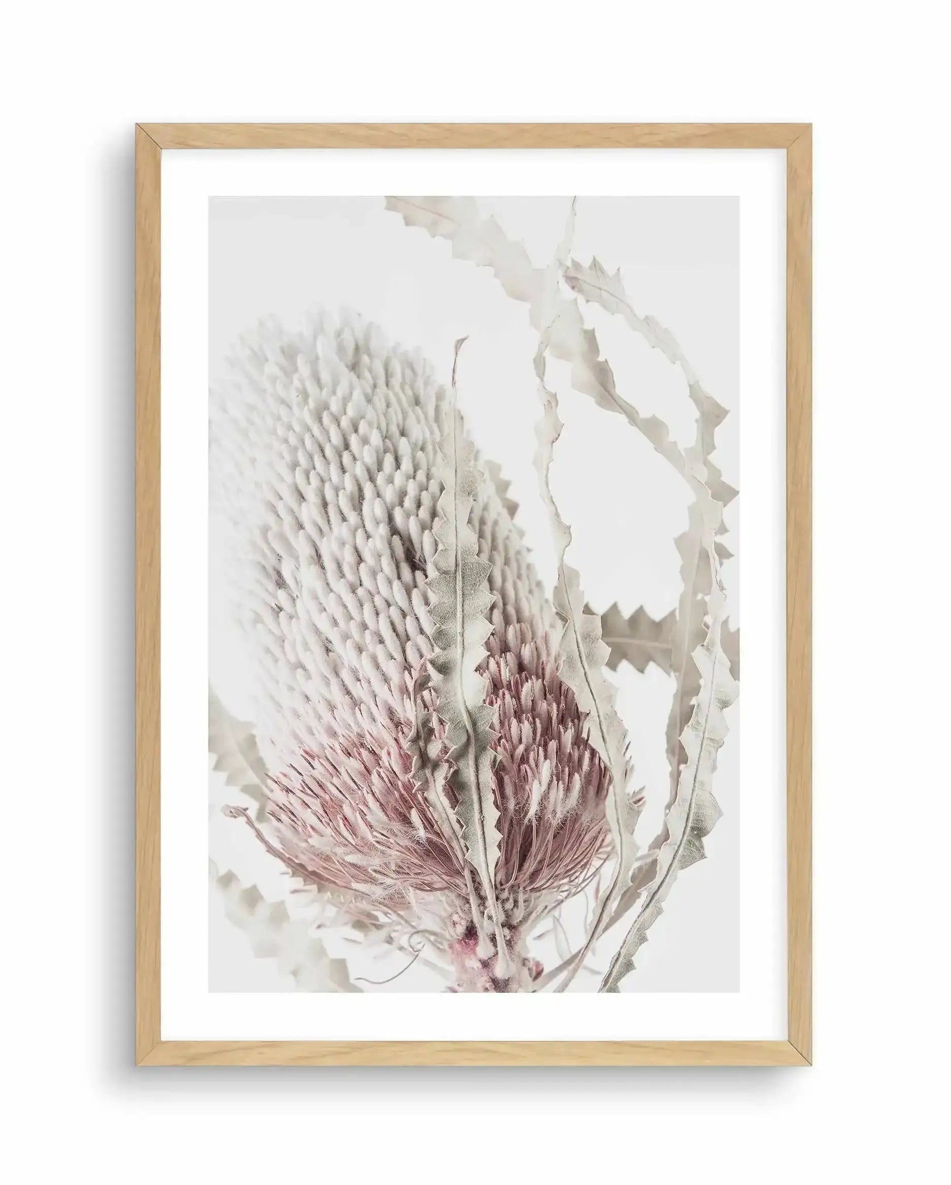 Banksia II Art Print-PRINT-Olive et Oriel-Olive et Oriel-A5 | 5.8" x 8.3" | 14.8 x 21cm-Oak-With White Border-Buy-Australian-Art-Prints-Online-with-Olive-et-Oriel-Your-Artwork-Specialists-Austrailia-Decorate-With-Coastal-Photo-Wall-Art-Prints-From-Our-Beach-House-Artwork-Collection-Fine-Poster-and-Framed-Artwork