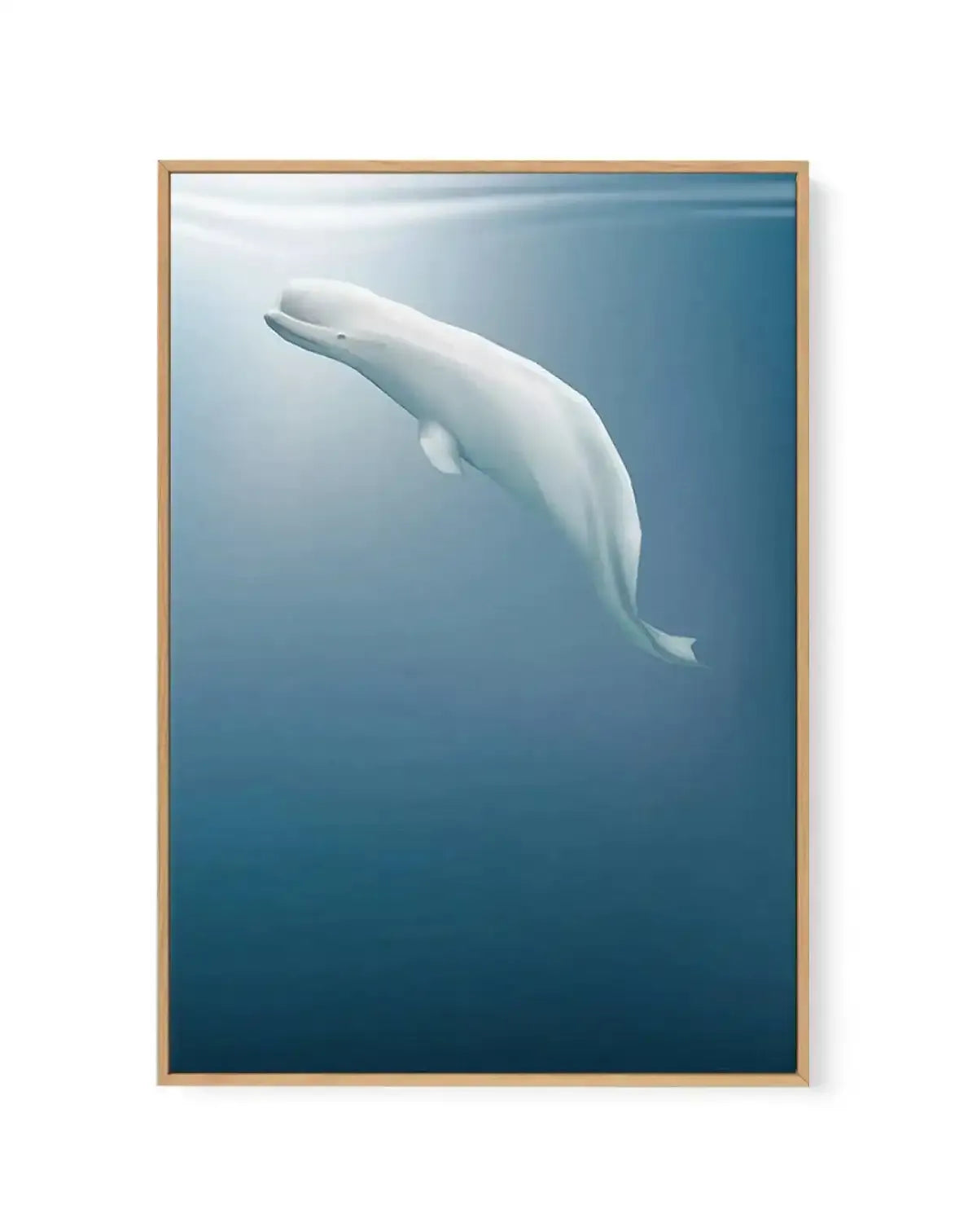 Beluga | Graphic Whales Collection | Framed Canvas-CANVAS-You can shop wall art online with Olive et Oriel for everything from abstract art to fun kids wall art. Our beautiful modern art prints and canvas art are available from large canvas prints to wall art paintings and our proudly Australian artwork collection offers only the highest quality framed large wall art and canvas art Australia - You can buy fashion photography prints or Hampton print posters and paintings on canvas from Olive et O