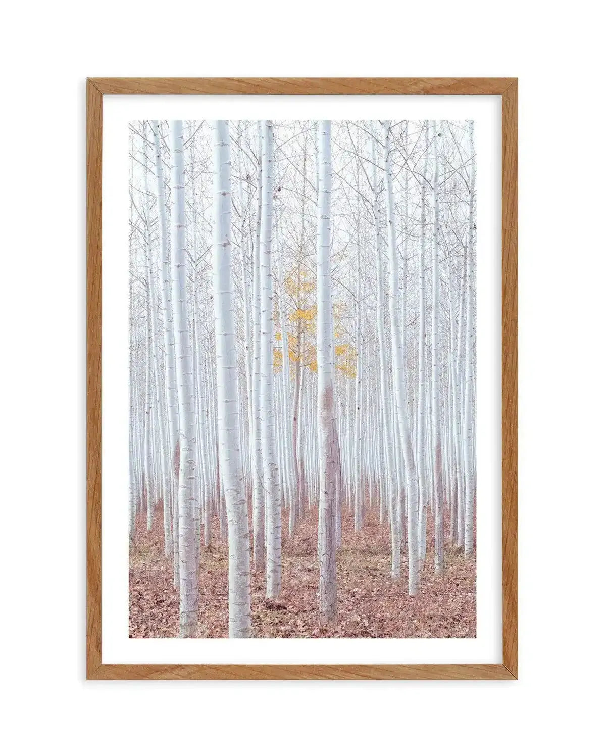 Birch Trees Art Print-PRINT-Olive et Oriel-Olive et Oriel-Buy-Australian-Art-Prints-Online-with-Olive-et-Oriel-Your-Artwork-Specialists-Austrailia-Decorate-With-Coastal-Photo-Wall-Art-Prints-From-Our-Beach-House-Artwork-Collection-Fine-Poster-and-Framed-Artwork