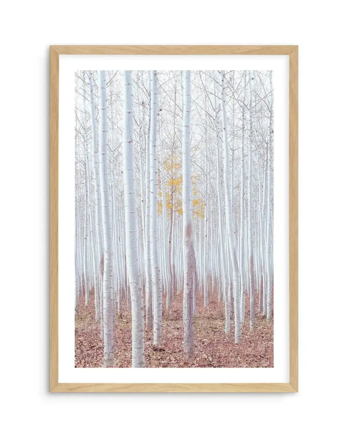 Birch Trees Art Print-PRINT-Olive et Oriel-Olive et Oriel-A5 | 5.8" x 8.3" | 14.8 x 21cm-Oak-With White Border-Buy-Australian-Art-Prints-Online-with-Olive-et-Oriel-Your-Artwork-Specialists-Austrailia-Decorate-With-Coastal-Photo-Wall-Art-Prints-From-Our-Beach-House-Artwork-Collection-Fine-Poster-and-Framed-Artwork