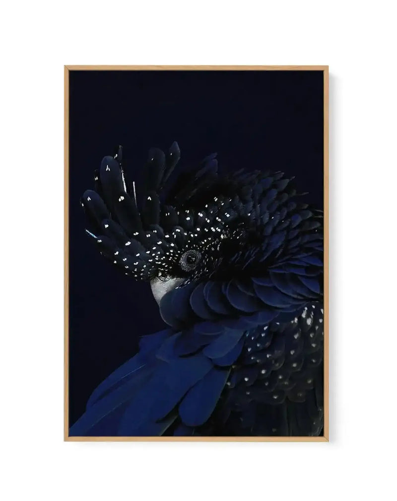 Black Cockatoo | Framed Canvas-CANVAS-You can shop wall art online with Olive et Oriel for everything from abstract art to fun kids wall art. Our beautiful modern art prints and canvas art are available from large canvas prints to wall art paintings and our proudly Australian artwork collection offers only the highest quality framed large wall art and canvas art Australia - You can buy fashion photography prints or Hampton print posters and paintings on canvas from Olive et Oriel and have them d