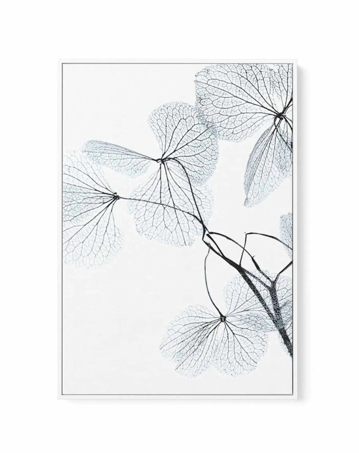 Blue Leaves II | Framed Canvas-CANVAS-You can shop wall art online with Olive et Oriel for everything from abstract art to fun kids wall art. Our beautiful modern art prints and canvas art are available from large canvas prints to wall art paintings and our proudly Australian artwork collection offers only the highest quality framed large wall art and canvas art Australia - You can buy fashion photography prints or Hampton print posters and paintings on canvas from Olive et Oriel and have them d