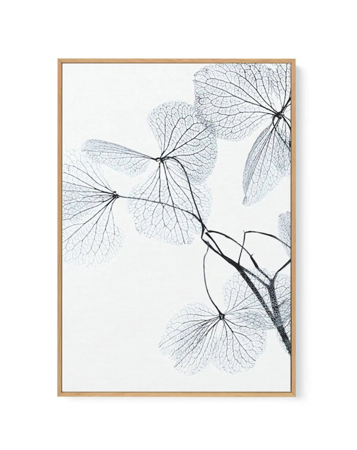 Blue Leaves II | Framed Canvas-CANVAS-You can shop wall art online with Olive et Oriel for everything from abstract art to fun kids wall art. Our beautiful modern art prints and canvas art are available from large canvas prints to wall art paintings and our proudly Australian artwork collection offers only the highest quality framed large wall art and canvas art Australia - You can buy fashion photography prints or Hampton print posters and paintings on canvas from Olive et Oriel and have them d