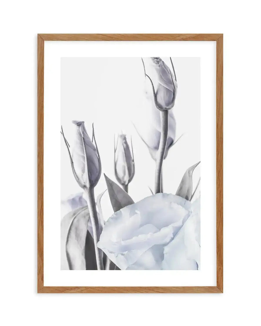 Framed art print of blue lisianthus flowers in a soft watercolor style. The composition features pale blue and gray blooms at various stages, with closed buds on tall stems and one open flower in the lower left. The delicate petals and green stems are rendered in muted tones against a white background. The artwork is displayed in a natural wood frame with a white border, creating a minimalist, botanical aesthetic.