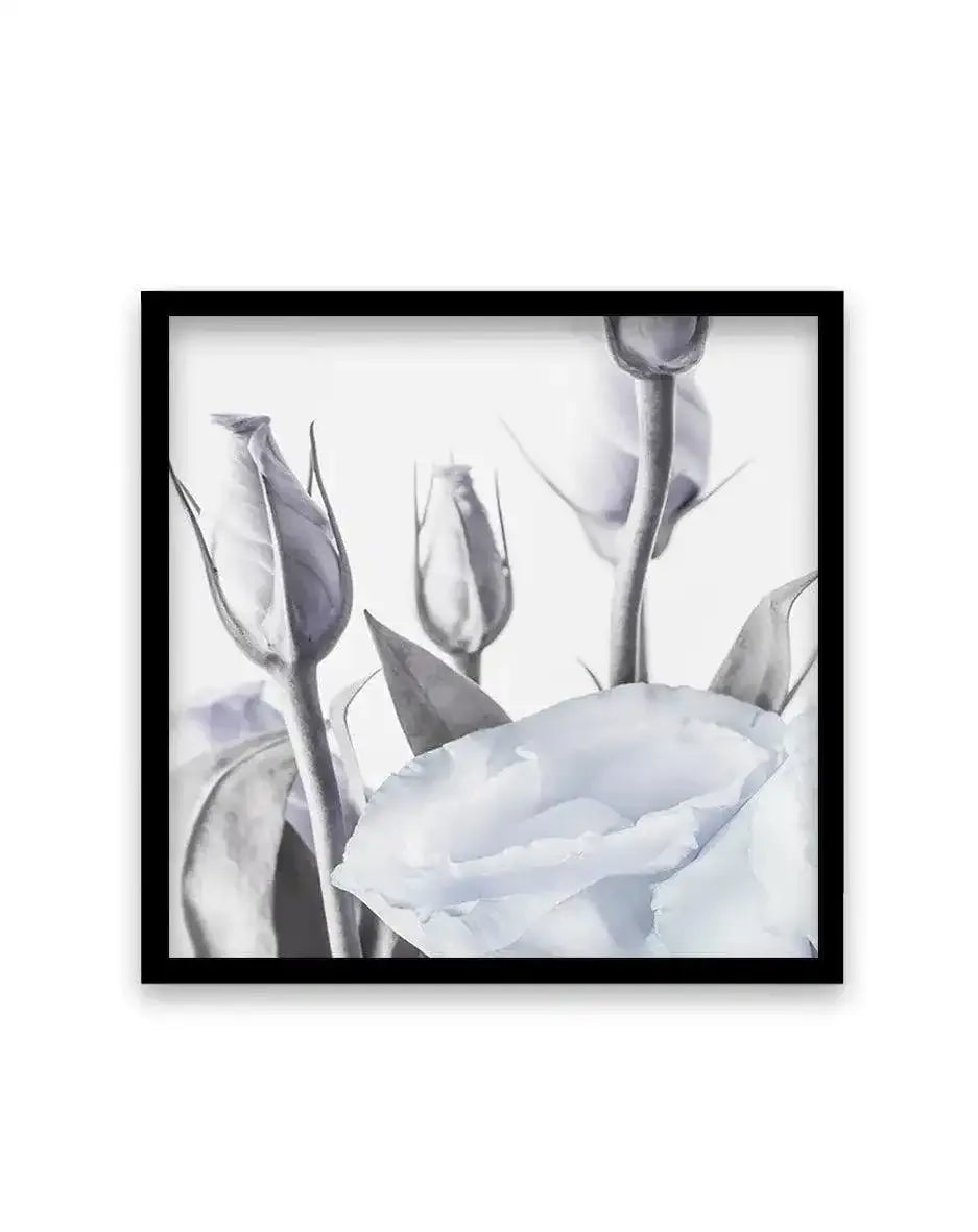 Blue Lisianthus II | SQ Art Print-PRINT-Olive et Oriel-Olive et Oriel-70x70 cm | 27.5" x 27.5"-Black-With White Border-Buy-Australian-Art-Prints-Online-with-Olive-et-Oriel-Your-Artwork-Specialists-Austrailia-Decorate-With-Coastal-Photo-Wall-Art-Prints-From-Our-Beach-House-Artwork-Collection-Fine-Poster-and-Framed-Artwork