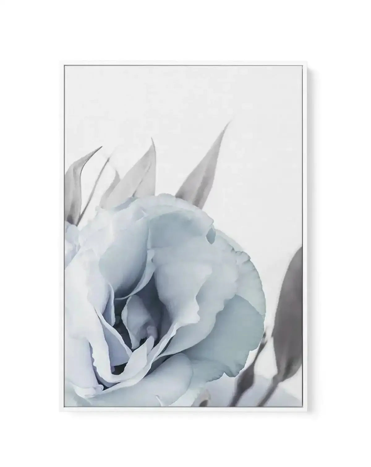 Blue Lisianthus III | Framed Canvas-CANVAS-You can shop wall art online with Olive et Oriel for everything from abstract art to fun kids wall art. Our beautiful modern art prints and canvas art are available from large canvas prints to wall art paintings and our proudly Australian artwork collection offers only the highest quality framed large wall art and canvas art Australia - You can buy fashion photography prints or Hampton print posters and paintings on canvas from Olive et Oriel and have t