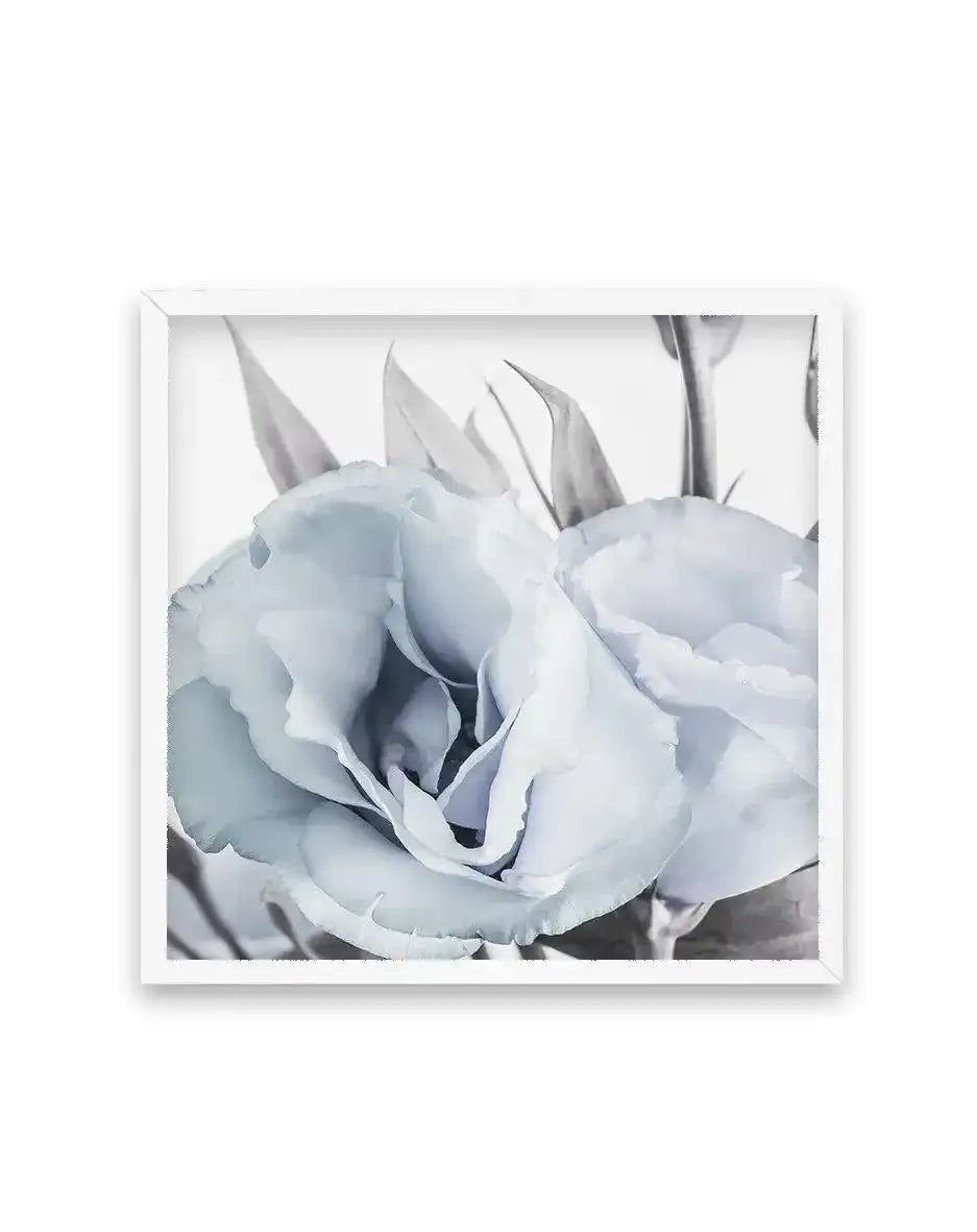 Blue Lisianthus IV | SQ Art Print-PRINT-Olive et Oriel-Olive et Oriel-70x70 cm | 27.5" x 27.5"-White-With White Border-Buy-Australian-Art-Prints-Online-with-Olive-et-Oriel-Your-Artwork-Specialists-Austrailia-Decorate-With-Coastal-Photo-Wall-Art-Prints-From-Our-Beach-House-Artwork-Collection-Fine-Poster-and-Framed-Artwork
