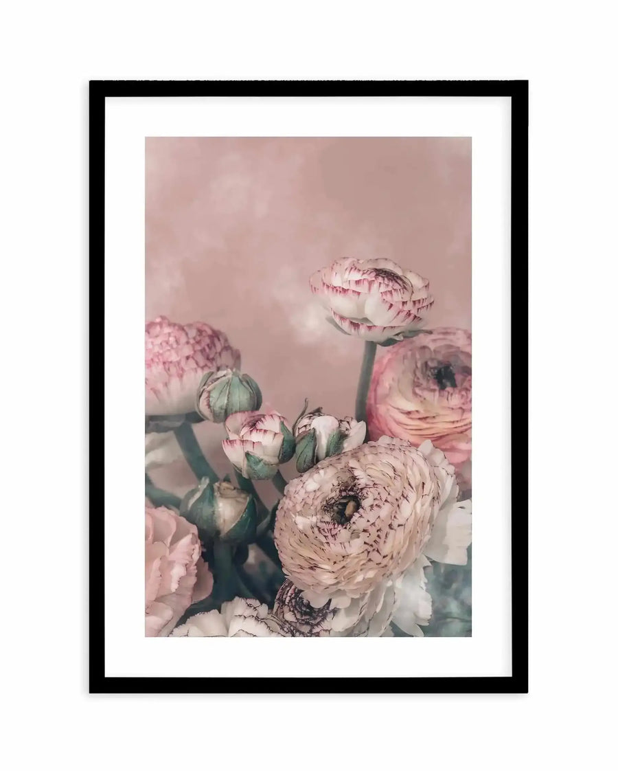 "Blush Ranunculus art print featuring a bouquet of ranunculus flowers in various stages of bloom against a soft, muted pink background, displayed in a black frame with white border. The flowers are in shades of cream, blush pink, and pale peach, with some showing delicate dark pink or purple edges and green buds. The composition has a soft, painterly quality."