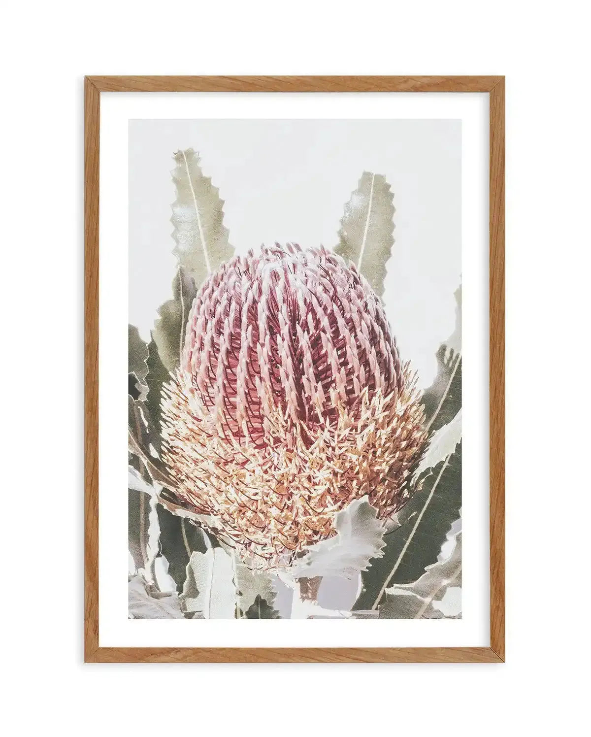 Blushing Banksia I | PT Art Print-PRINT-Olive et Oriel-Olive et Oriel-50x70 cm | 19.6" x 27.5"-Walnut-With White Border-Buy-Australian-Art-Prints-Online-with-Olive-et-Oriel-Your-Artwork-Specialists-Austrailia-Decorate-With-Coastal-Photo-Wall-Art-Prints-From-Our-Beach-House-Artwork-Collection-Fine-Poster-and-Framed-Artwork