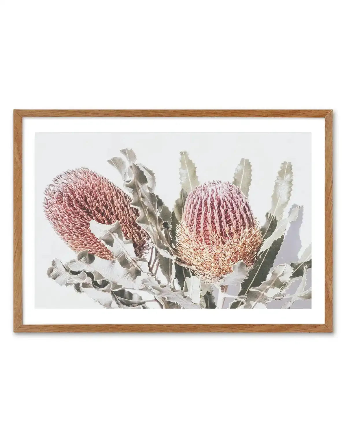 Blushing Banksia | LS Art Print-PRINT-Olive et Oriel-Olive et Oriel-50x70 cm | 19.6" x 27.5"-Walnut-With White Border-Buy-Australian-Art-Prints-Online-with-Olive-et-Oriel-Your-Artwork-Specialists-Austrailia-Decorate-With-Coastal-Photo-Wall-Art-Prints-From-Our-Beach-House-Artwork-Collection-Fine-Poster-and-Framed-Artwork