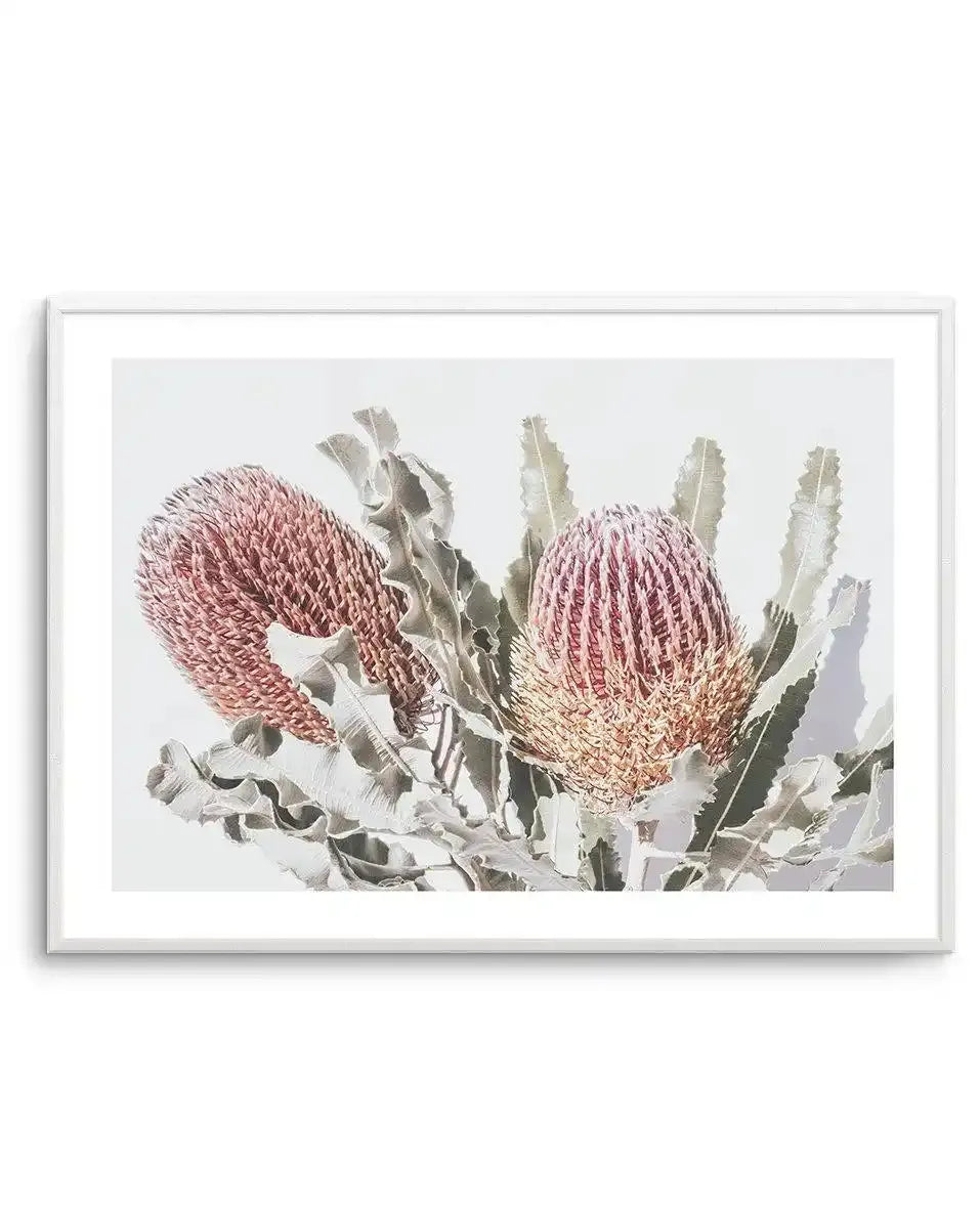 Blushing Banksia | LS Art Print-PRINT-Olive et Oriel-Olive et Oriel-A4 | 8.3" x 11.7" | 21 x 29.7cm-Unframed Art Print-With White Border-Buy-Australian-Art-Prints-Online-with-Olive-et-Oriel-Your-Artwork-Specialists-Austrailia-Decorate-With-Coastal-Photo-Wall-Art-Prints-From-Our-Beach-House-Artwork-Collection-Fine-Poster-and-Framed-Artwork