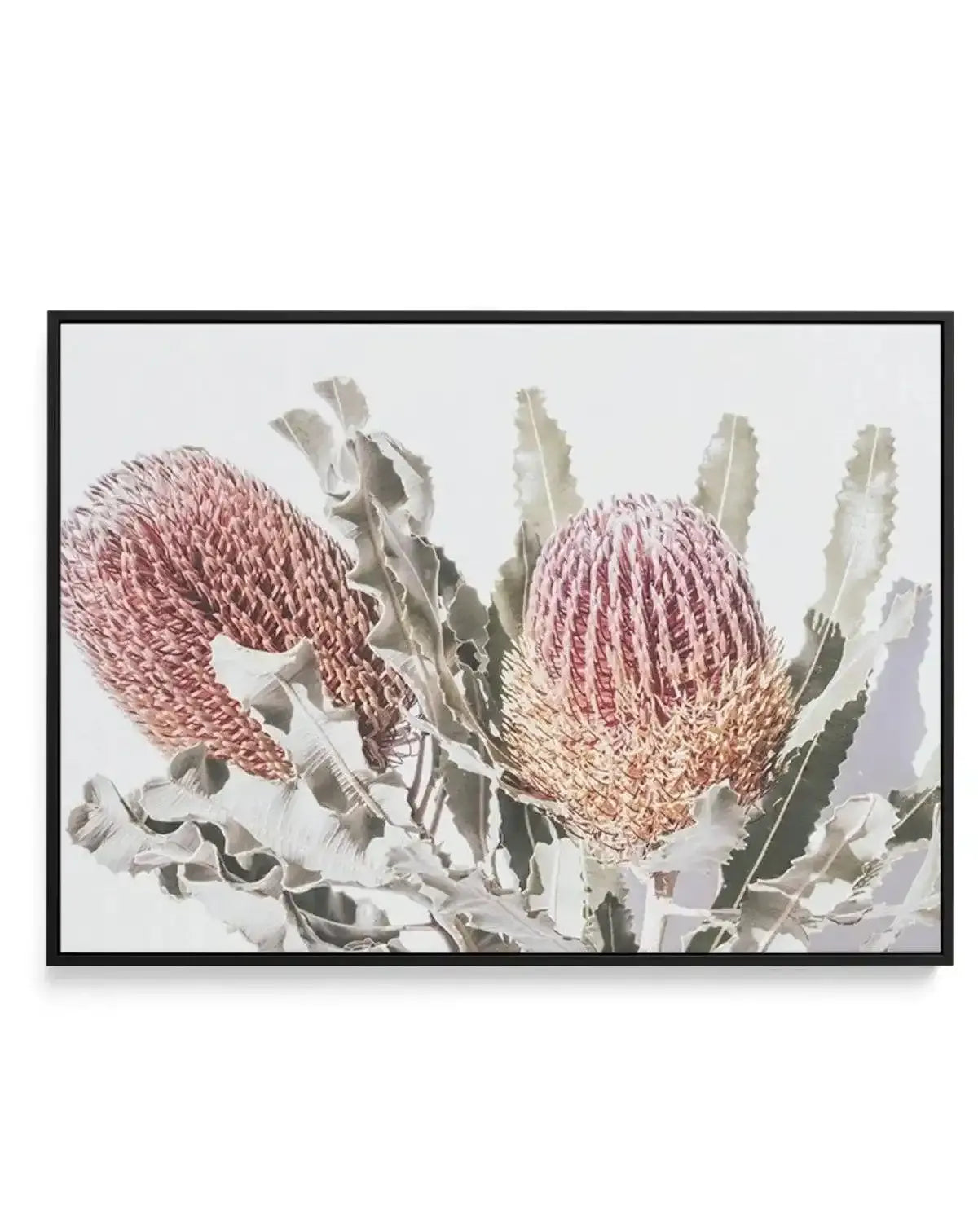 Blushing Banksia | LS | Framed Canvas-CANVAS-You can shop wall art online with Olive et Oriel for everything from abstract art to fun kids wall art. Our beautiful modern art prints and canvas art are available from large canvas prints to wall art paintings and our proudly Australian artwork collection offers only the highest quality framed large wall art and canvas art Australia - You can buy fashion photography prints or Hampton print posters and paintings on canvas from Olive et Oriel and have