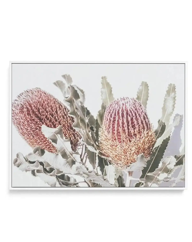 Blushing Banksia | LS | Framed Canvas-CANVAS-You can shop wall art online with Olive et Oriel for everything from abstract art to fun kids wall art. Our beautiful modern art prints and canvas art are available from large canvas prints to wall art paintings and our proudly Australian artwork collection offers only the highest quality framed large wall art and canvas art Australia - You can buy fashion photography prints or Hampton print posters and paintings on canvas from Olive et Oriel and have