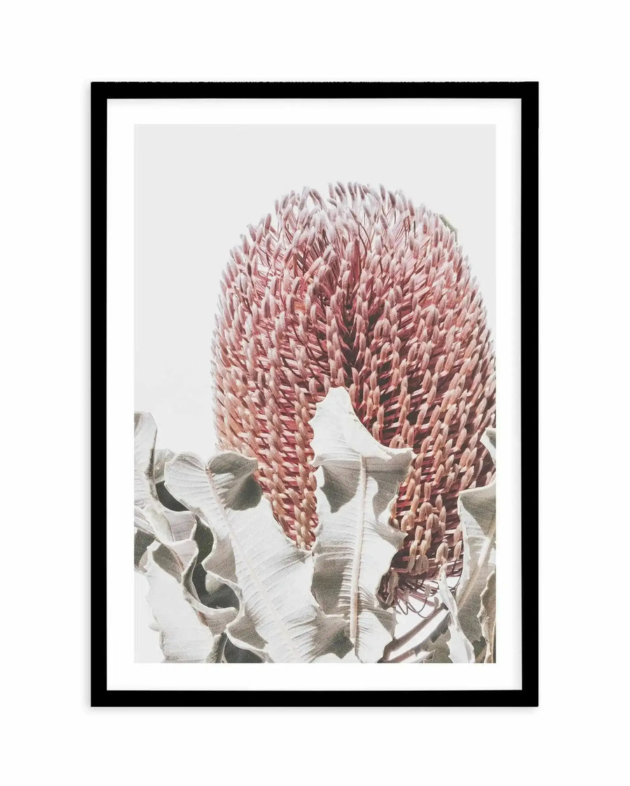 Framed art print titled "Blushing Banksia II" featuring a detailed botanical illustration of a banksia flower. The flower displays densely packed, tubular petals in dusty rose and mauve tones arranged in a characteristic curved, comb-like inflorescence. Below are pale green and grey-toned leaves with subtle shading and texture detail. The artwork is rendered in a naturalistic botanical style against a soft, neutral background. The print is presented in a black frame with a white border.