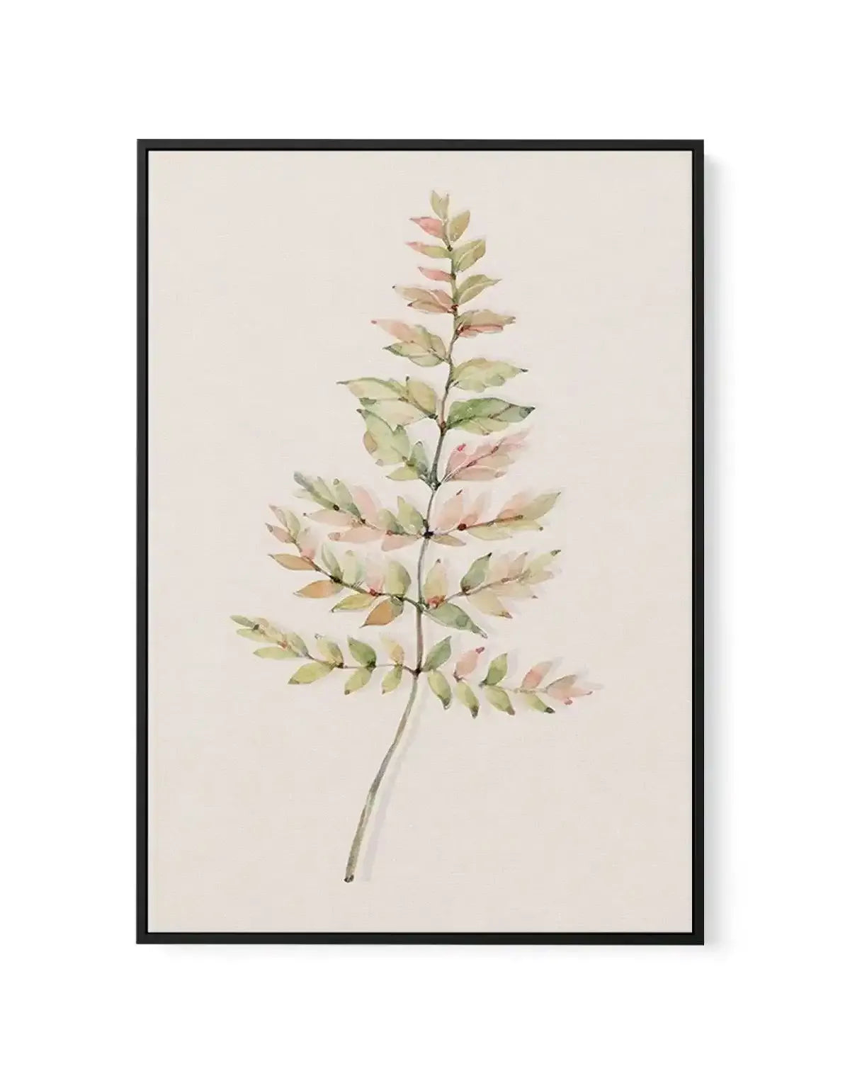 Blushing Fern II | Watercolor | Framed Canvas-CANVAS-You can shop wall art online with Olive et Oriel for everything from abstract art to fun kids wall art. Our beautiful modern art prints and canvas art are available from large canvas prints to wall art paintings and our proudly Australian artwork collection offers only the highest quality framed large wall art and canvas art Australia - You can buy fashion photography prints or Hampton print posters and paintings on canvas from Olive et Oriel 