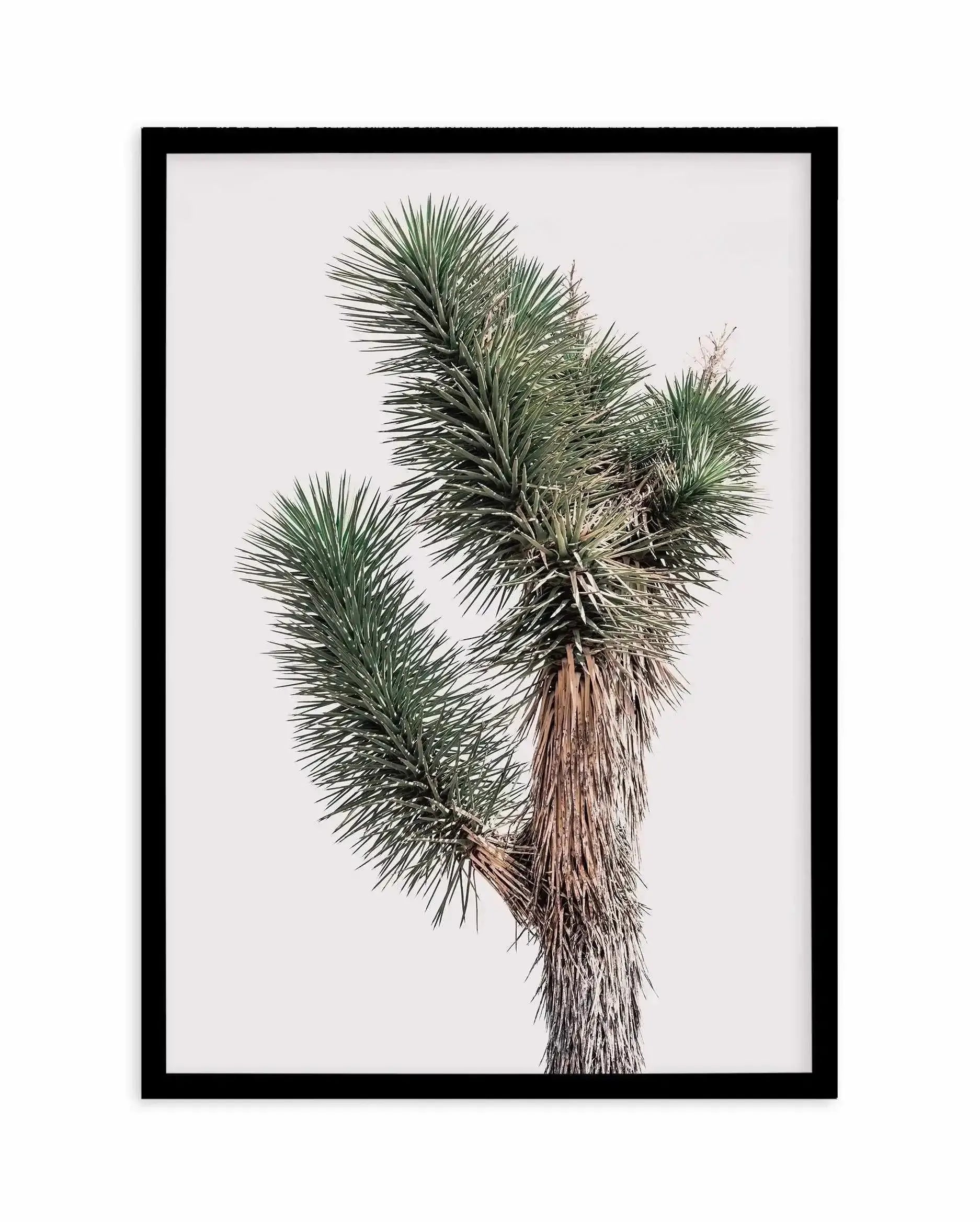 Blushing Joshua Tree I Art Print-PRINT-Olive et Oriel-Olive et Oriel-A4 | 8.3" x 11.7" | 21 x 29.7cm-Black-With White Border-Buy-Australian-Art-Prints-Online-with-Olive-et-Oriel-Your-Artwork-Specialists-Austrailia-Decorate-With-Coastal-Photo-Wall-Art-Prints-From-Our-Beach-House-Artwork-Collection-Fine-Poster-and-Framed-Artwork