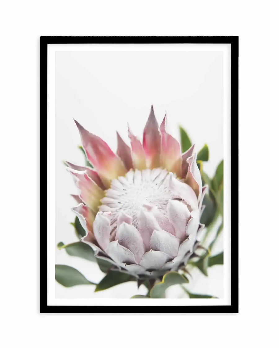 Framed art print featuring a close-up photograph of a single protea flower with white petals tinged in soft pink and mauve tones. The flower's layered petals radiate outward from a pale center, with pointed outer petals in dusty rose and burgundy hues. Green stems and foliage are visible at the sides. The image is mounted in a black frame with a white border against a neutral cream background.