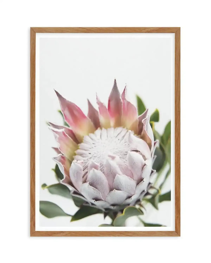 Blushing Protea Art Print art print, framed