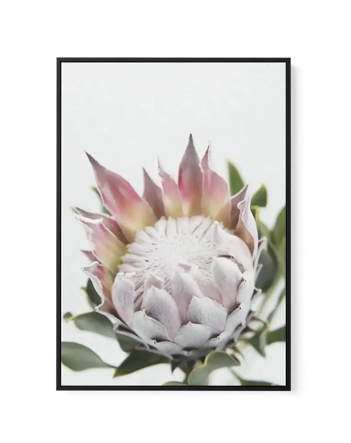 Blushing Protea | Framed Canvas-CANVAS-You can shop wall art online with Olive et Oriel for everything from abstract art to fun kids wall art. Our beautiful modern art prints and canvas art are available from large canvas prints to wall art paintings and our proudly Australian artwork collection offers only the highest quality framed large wall art and canvas art Australia - You can buy fashion photography prints or Hampton print posters and paintings on canvas from Olive et Oriel and have them 