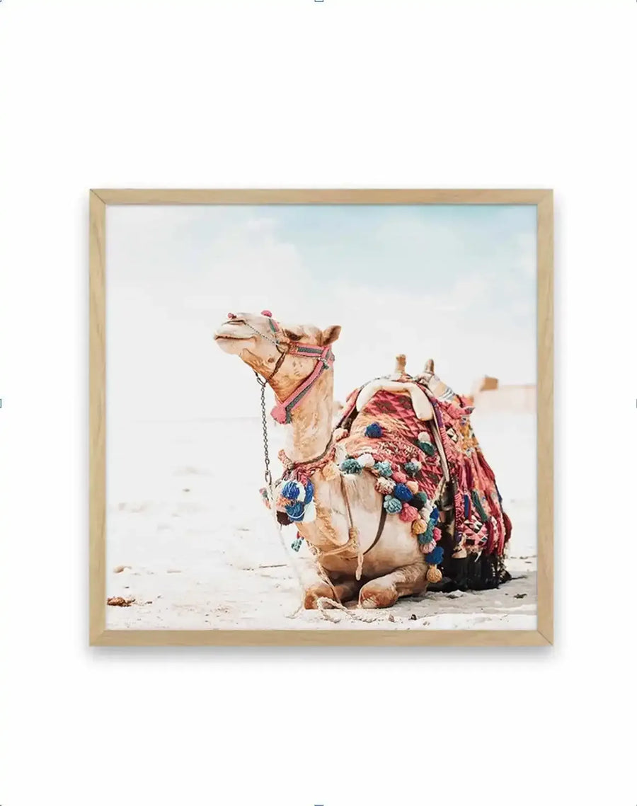 Square art print with natural wood frame depicting a decorated camel resting on sand. The camel wears vibrant pink and purple tasseled saddle blankets with colorful embroidered details in blue, green, and gold. The animal's harness is ornate with pink straps and dangling pompoms. Shot against a soft, hazy sky with pale sand and sparse desert landscape. Photography style with warm, muted earth tones and soft natural lighting. White border surrounds the image within the light wood frame.