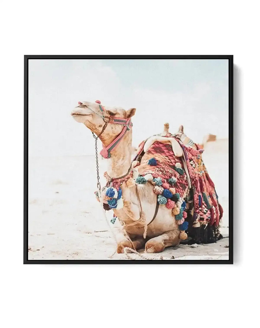 Bohemian Camel SQ | Framed Canvas-CANVAS-You can shop wall art online with Olive et Oriel for everything from abstract art to fun kids wall art. Our beautiful modern art prints and canvas art are available from large canvas prints to wall art paintings and our proudly Australian artwork collection offers only the highest quality framed large wall art and canvas art Australia - You can buy fashion photography prints or Hampton print posters and paintings on canvas from Olive et Oriel and have the