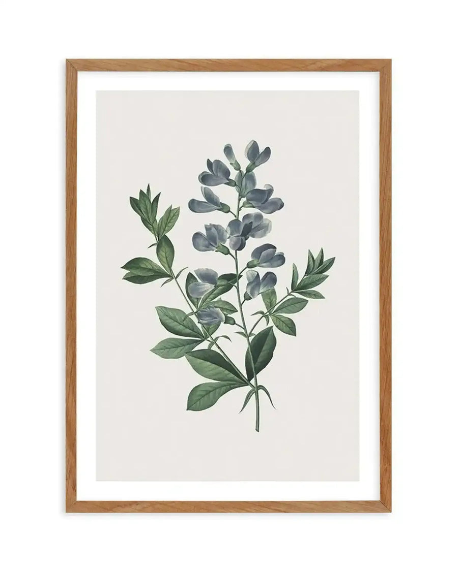 Botanical art print featuring a detailed illustration of a plant with clusters of blue-grey, pea-like flowers and dark green leaves, displayed in a natural oak frame with white border.