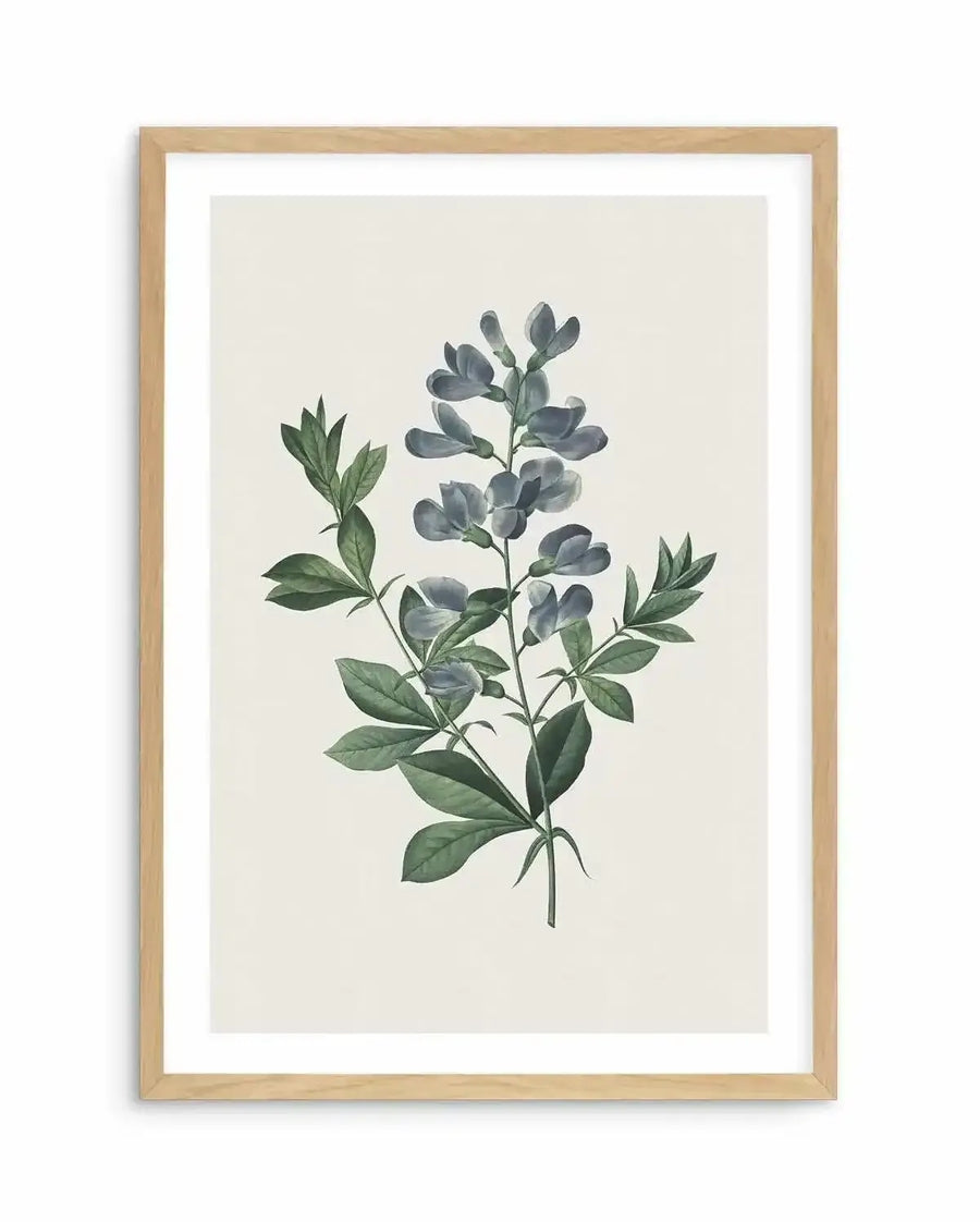 Watercolour art print featuring a botanical illustration of a plant with blue-grey flowers and dark green leaves, printed on fine art paper and displayed in a natural oak frame with white border.