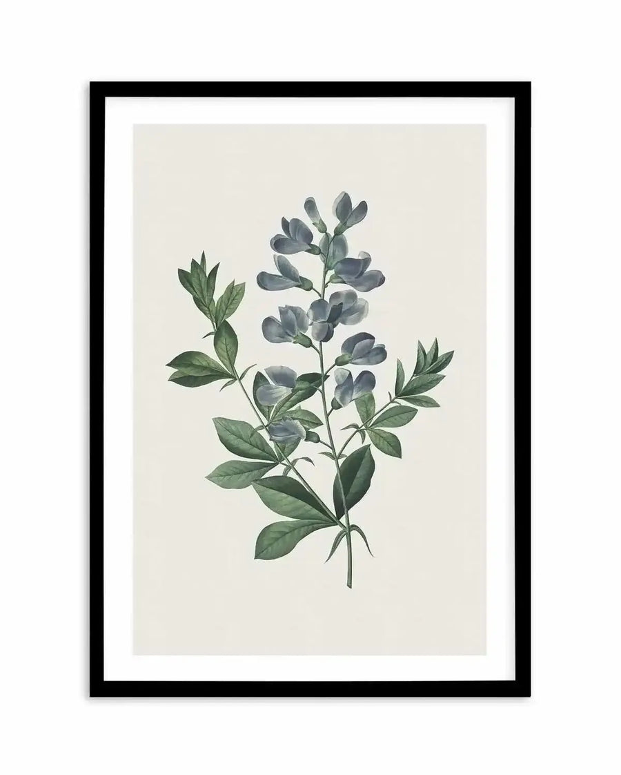 Botanical art print featuring an illustration of a plant with blue-grey flowers and dark green leaves on a cream background, displayed in a black frame with white border.