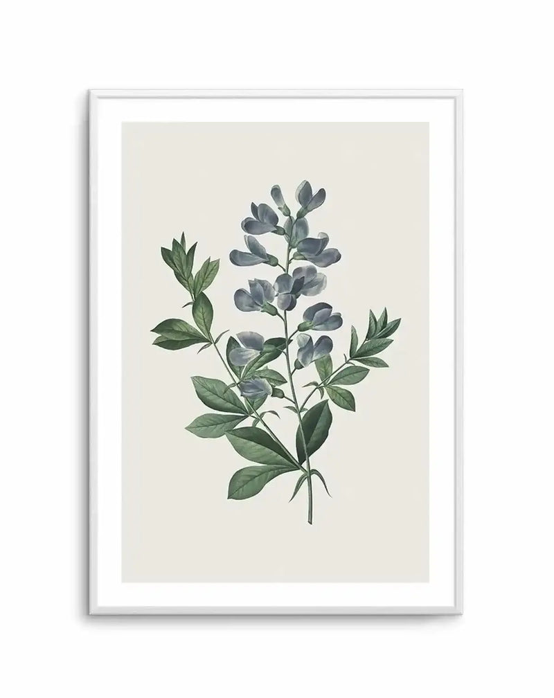 Watercolour art print featuring a botanical illustration of a plant with blue-grey flowers and green leaves on a light cream background, displayed in a white frame with a white border.