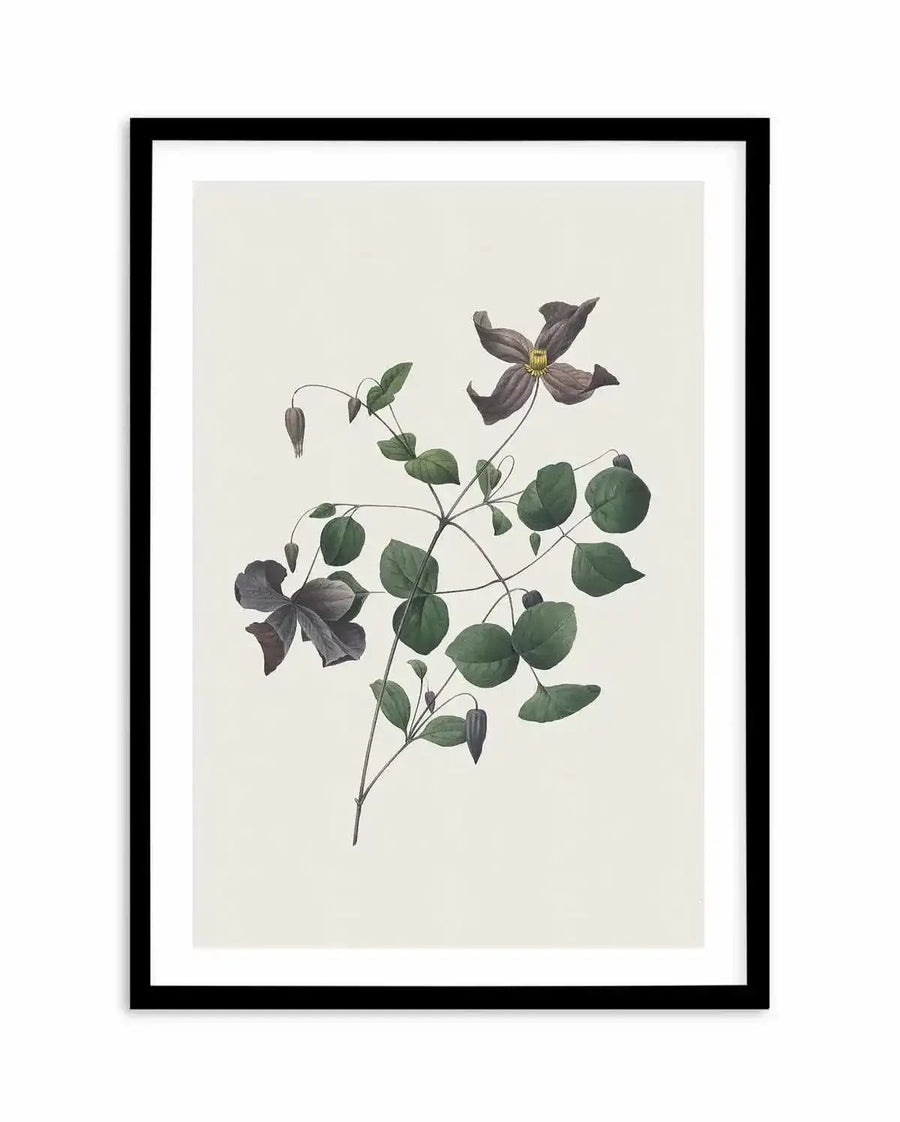Botanical art print featuring a detailed illustration of a clematis plant with dark purple, almost black, flowers and green leaves on a cream background, displayed in a black frame with white border.