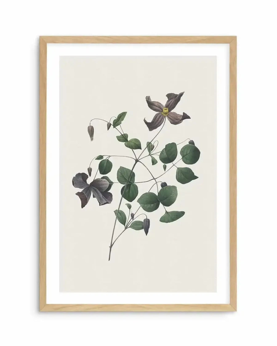 Botanical art print featuring a detailed illustration of a clematis vine with dark purple flowers and green leaves, printed on fine art paper and displayed in a natural oak frame with white border.
