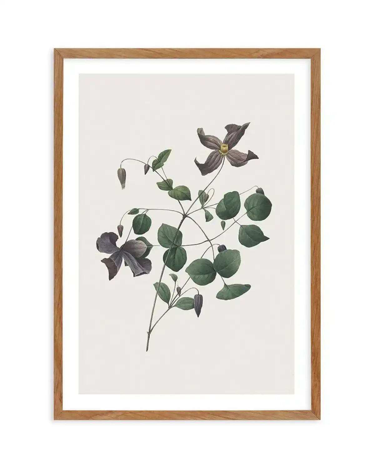 Botanica II Art Print-PRINT-Olive et Oriel-Olive et Oriel-Buy-Australian-Art-Prints-Online-with-Olive-et-Oriel-Your-Artwork-Specialists-Austrailia-Decorate-With-Coastal-Photo-Wall-Art-Prints-From-Our-Beach-House-Artwork-Collection-Fine-Poster-and-Framed-Artwork