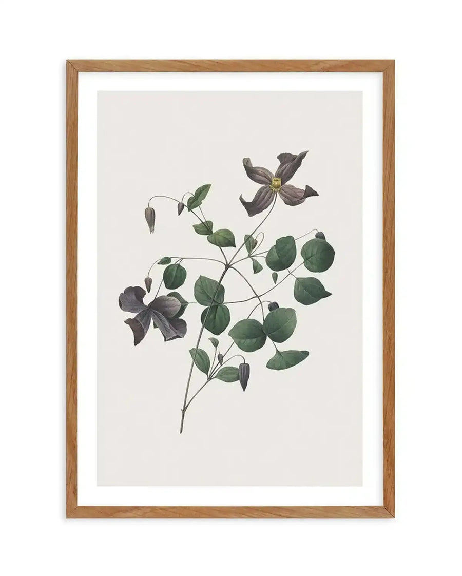 Watercolour art print featuring a botanical illustration of a clematis vine with dark purple flowers and green leaves, printed on fine art paper and displayed in a natural oak frame with white border.