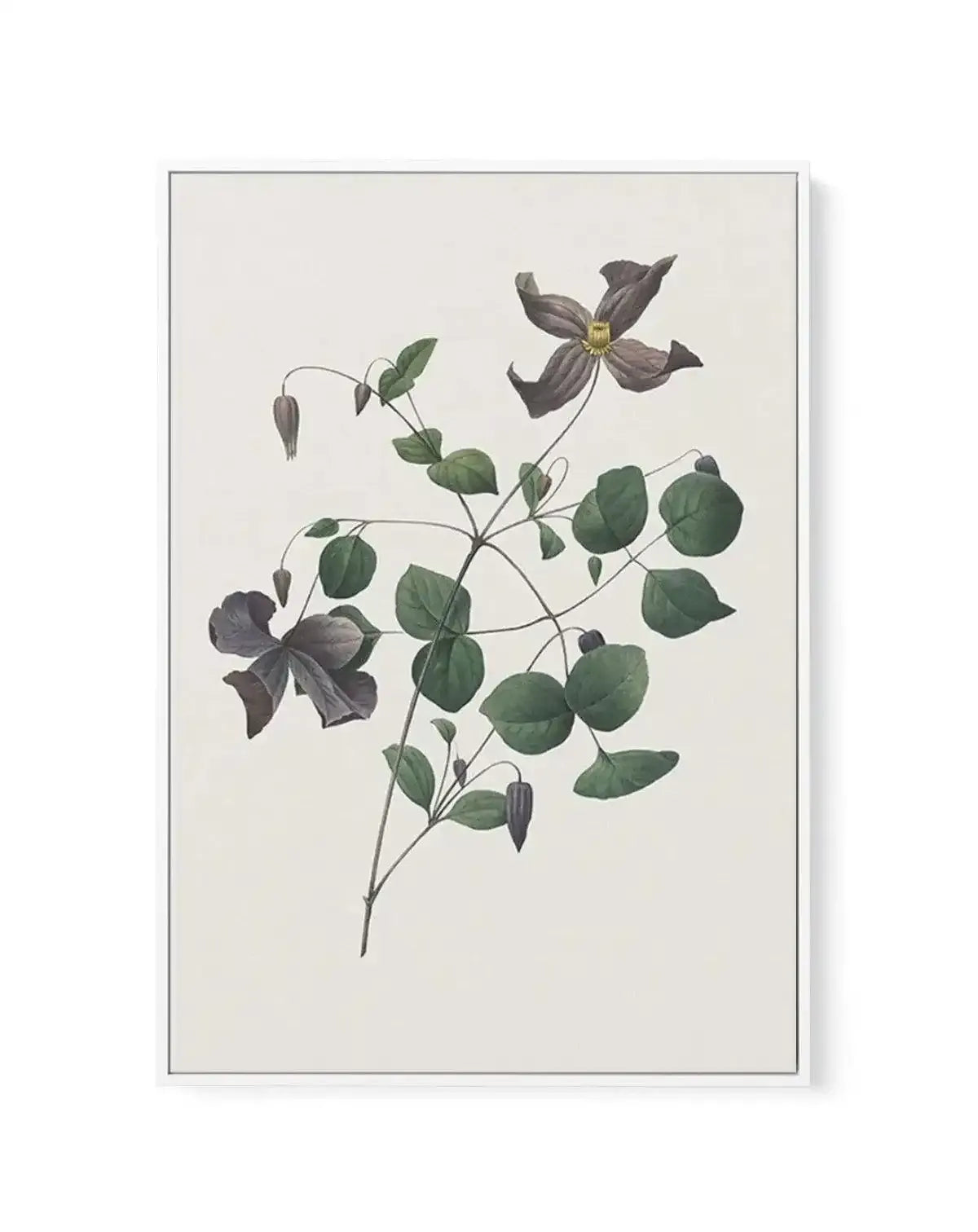 Botanica II | Framed Canvas-CANVAS-You can shop wall art online with Olive et Oriel for everything from abstract art to fun kids wall art. Our beautiful modern art prints and canvas art are available from large canvas prints to wall art paintings and our proudly Australian artwork collection offers only the highest quality framed large wall art and canvas art Australia - You can buy fashion photography prints or Hampton print posters and paintings on canvas from Olive et Oriel and have them deli