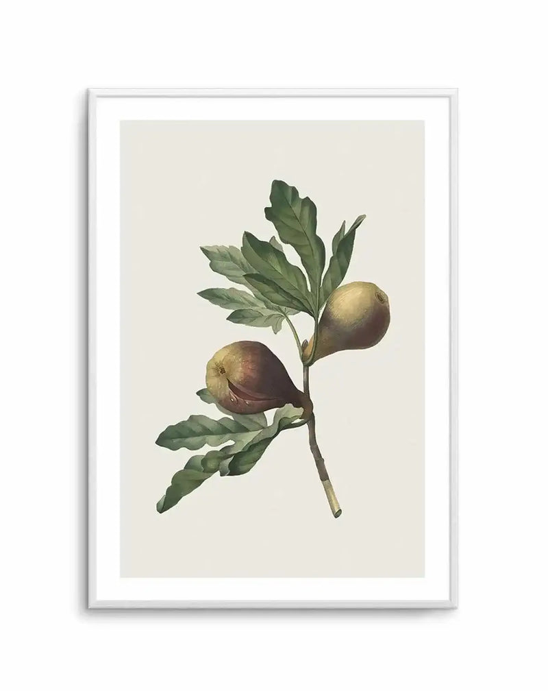 Watercolour art print featuring two ripe figs on a branch with green leaves, printed on fine art paper and displayed in a white frame with white border. The figs are depicted with a blend of deep purple, brown, and green hues, showing subtle texture and natural colour variations.