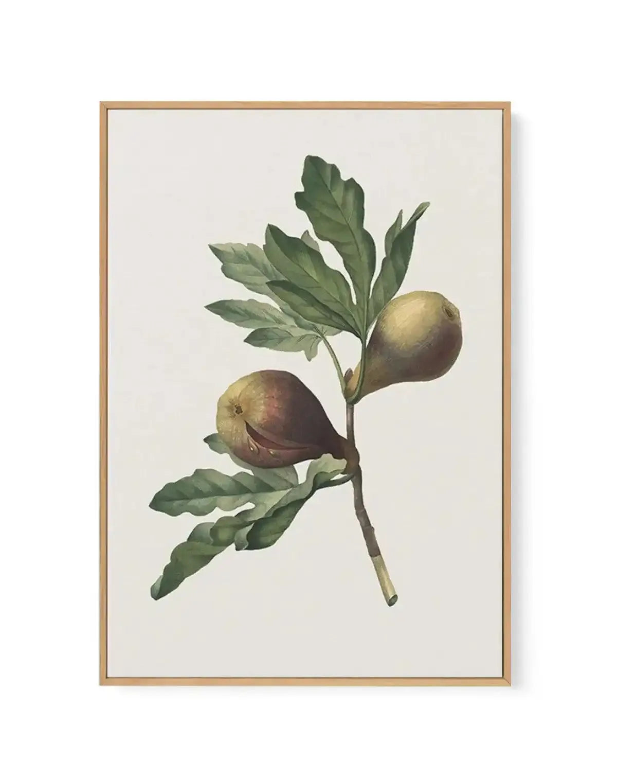 Botanica III | Framed Canvas-CANVAS-You can shop wall art online with Olive et Oriel for everything from abstract art to fun kids wall art. Our beautiful modern art prints and canvas art are available from large canvas prints to wall art paintings and our proudly Australian artwork collection offers only the highest quality framed large wall art and canvas art Australia - You can buy fashion photography prints or Hampton print posters and paintings on canvas from Olive et Oriel and have them del