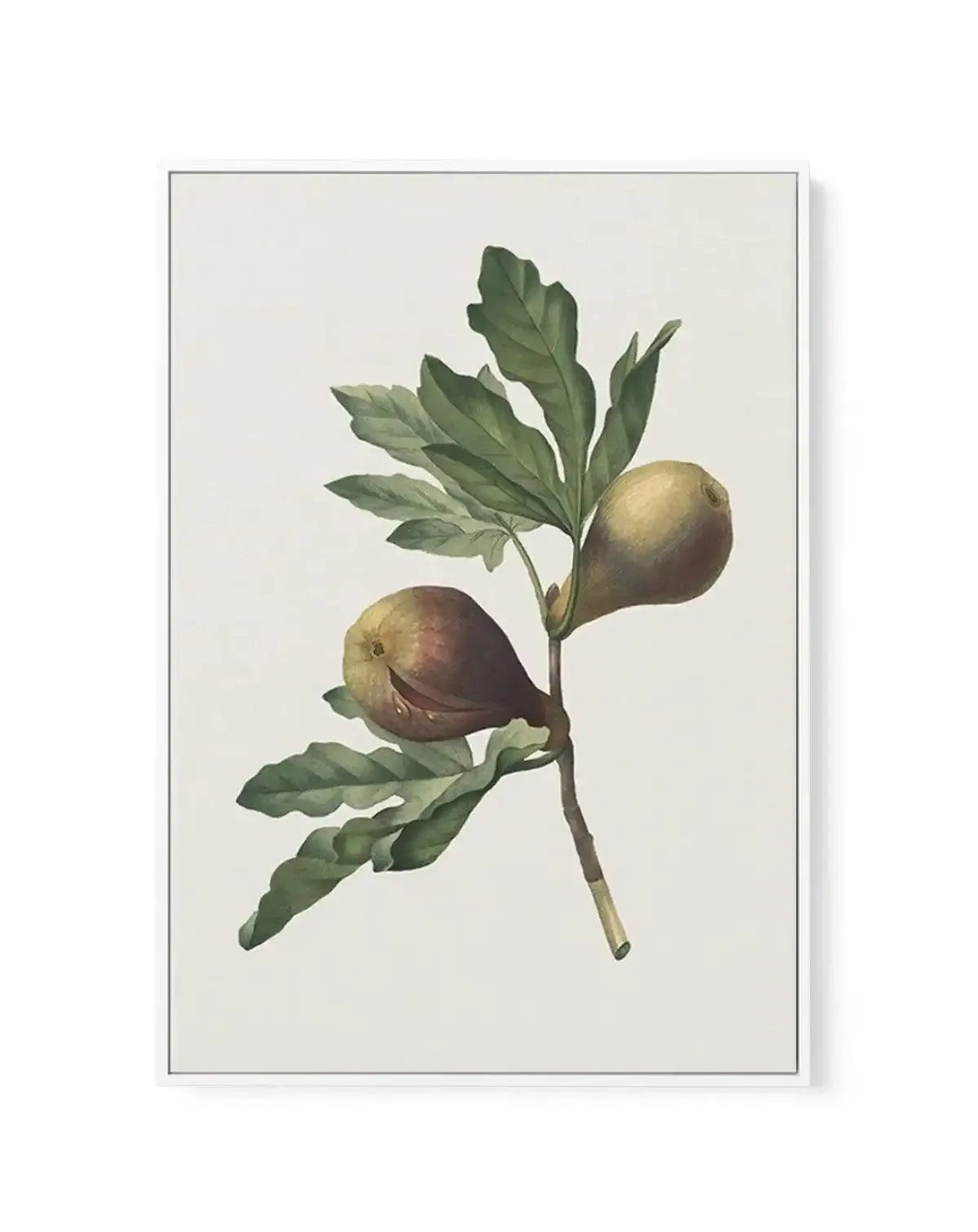 Botanica III | Framed Canvas-CANVAS-You can shop wall art online with Olive et Oriel for everything from abstract art to fun kids wall art. Our beautiful modern art prints and canvas art are available from large canvas prints to wall art paintings and our proudly Australian artwork collection offers only the highest quality framed large wall art and canvas art Australia - You can buy fashion photography prints or Hampton print posters and paintings on canvas from Olive et Oriel and have them del