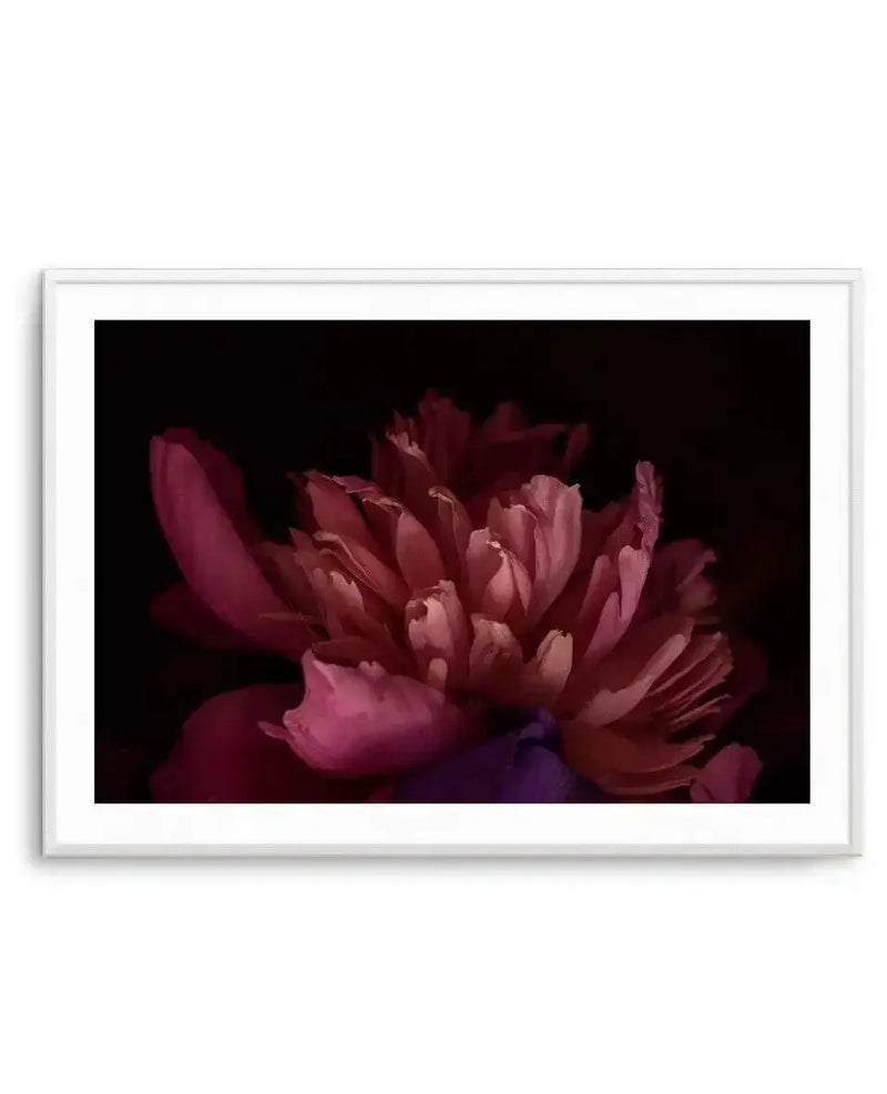 Framed photography art print featuring a close-up of a dark pink peony flower with multiple layers of petals, set against a deep black background. The flower's petals range from vibrant fuchsia to softer blush tones, with visible texture and natural light highlighting the folds and curves. The print is displayed in a white frame with a white border.