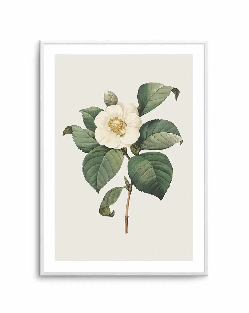 Botanical art print featuring a white camellia flower with a yellow center and green leaves, illustrated in a vintage scientific style on a cream background, displayed in a white frame with white border.