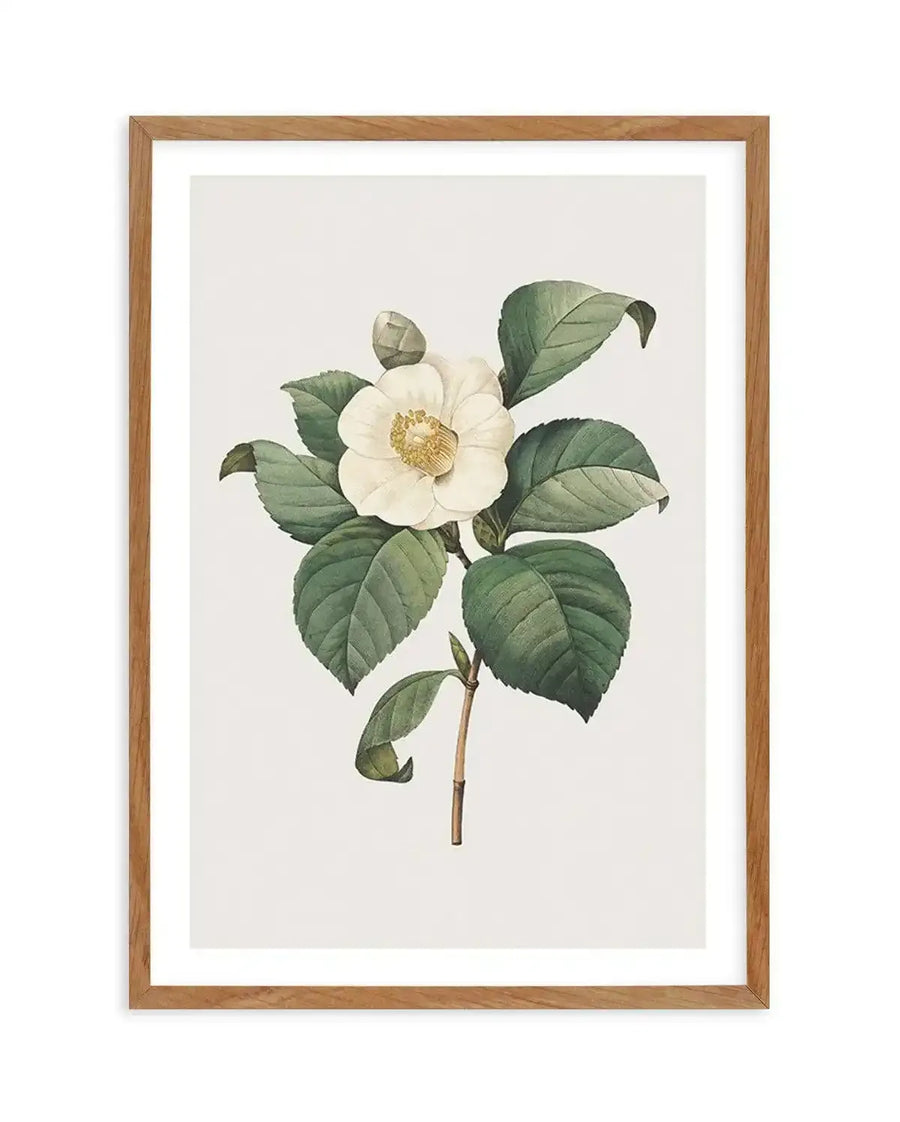 Watercolour art print featuring a single white camellia flower with a yellow center, surrounded by dark green leaves and a bud, on a plain white background, printed on fine art paper and displayed in a natural oak frame with white border.