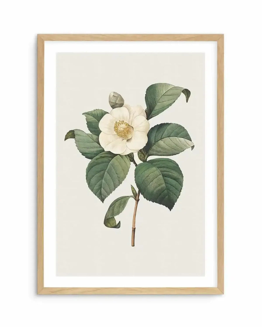 Botanical art print featuring a detailed illustration of a white camellia flower with a yellow stamen, surrounded by deep green leaves and a single bud, displayed in a natural oak frame with white border.