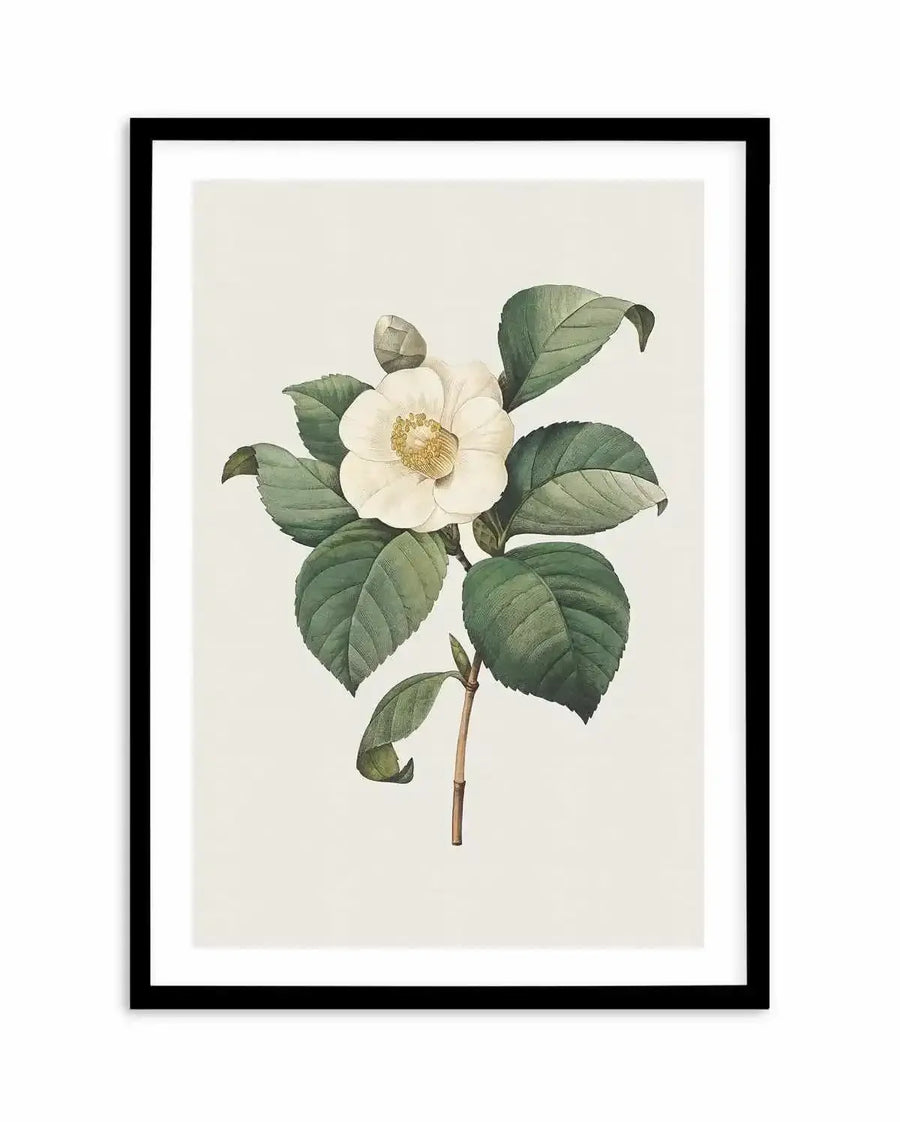 Botanical art print featuring a single white camellia flower with a yellow stamen, a closed bud, and several green leaves on a slender stem, displayed in a black frame with a white border. The illustration has a detailed, hand-drawn quality with subtle shading.