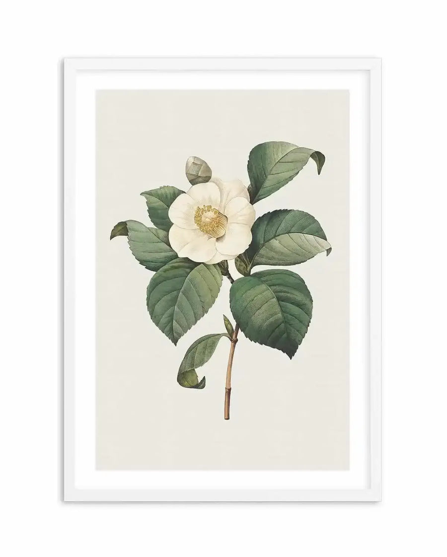Botanical art print featuring a white camellia flower with a yellow center and green leaves on a light cream background, printed on fine art paper and displayed in a white frame with white border.