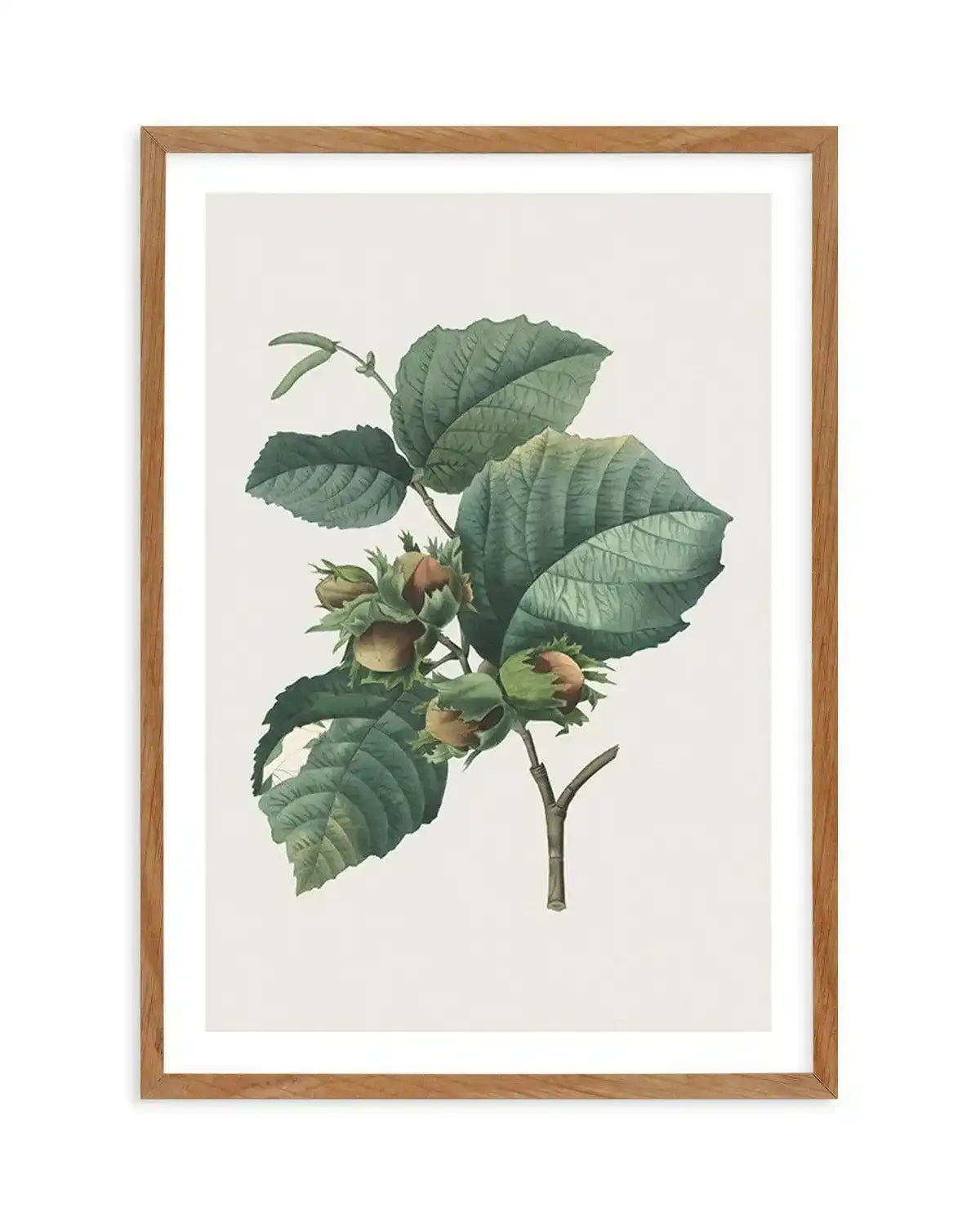 Botanica V Art Print-PRINT-Olive et Oriel-Olive et Oriel-Buy-Australian-Art-Prints-Online-with-Olive-et-Oriel-Your-Artwork-Specialists-Austrailia-Decorate-With-Coastal-Photo-Wall-Art-Prints-From-Our-Beach-House-Artwork-Collection-Fine-Poster-and-Framed-Artwork