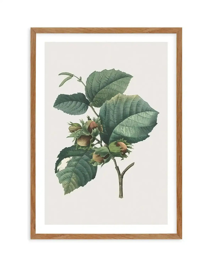 Botanical art print featuring a detailed illustration of a hazelnut branch with green leaves and clusters of developing hazelnuts, displayed in a natural oak frame with white border.