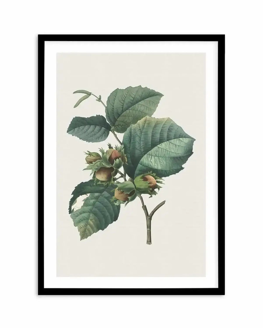 Botanical art print featuring a detailed illustration of a hazelnut branch with several clusters of hazelnuts in varying stages of ripeness, from green to light brown, surrounded by large, textured green leaves, displayed in a black frame with white border.