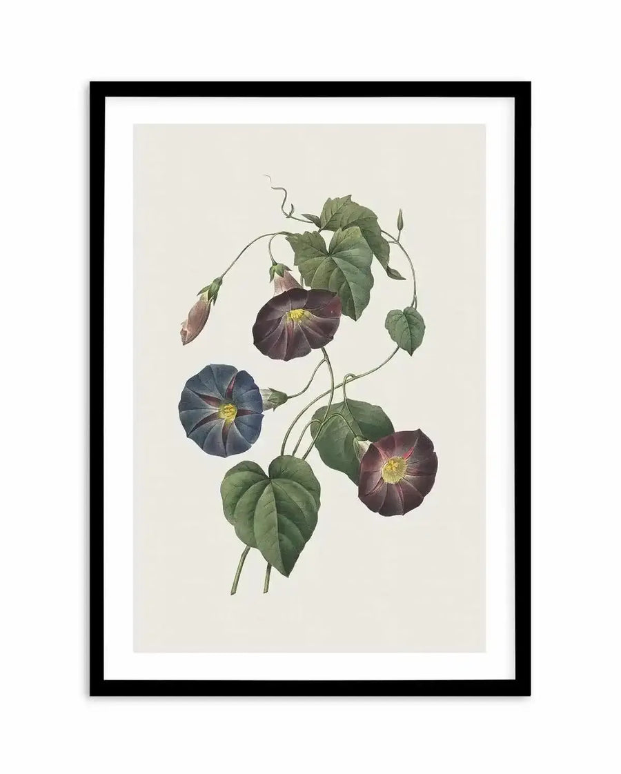 Botanical art print featuring a climbing vine with several morning glory flowers and leaves on a light cream background, displayed in a black frame with a white border. The flowers are depicted in shades of deep purple, blue-grey, and reddish-brown, with yellow centers, and are accompanied by green leaves and tendrils.