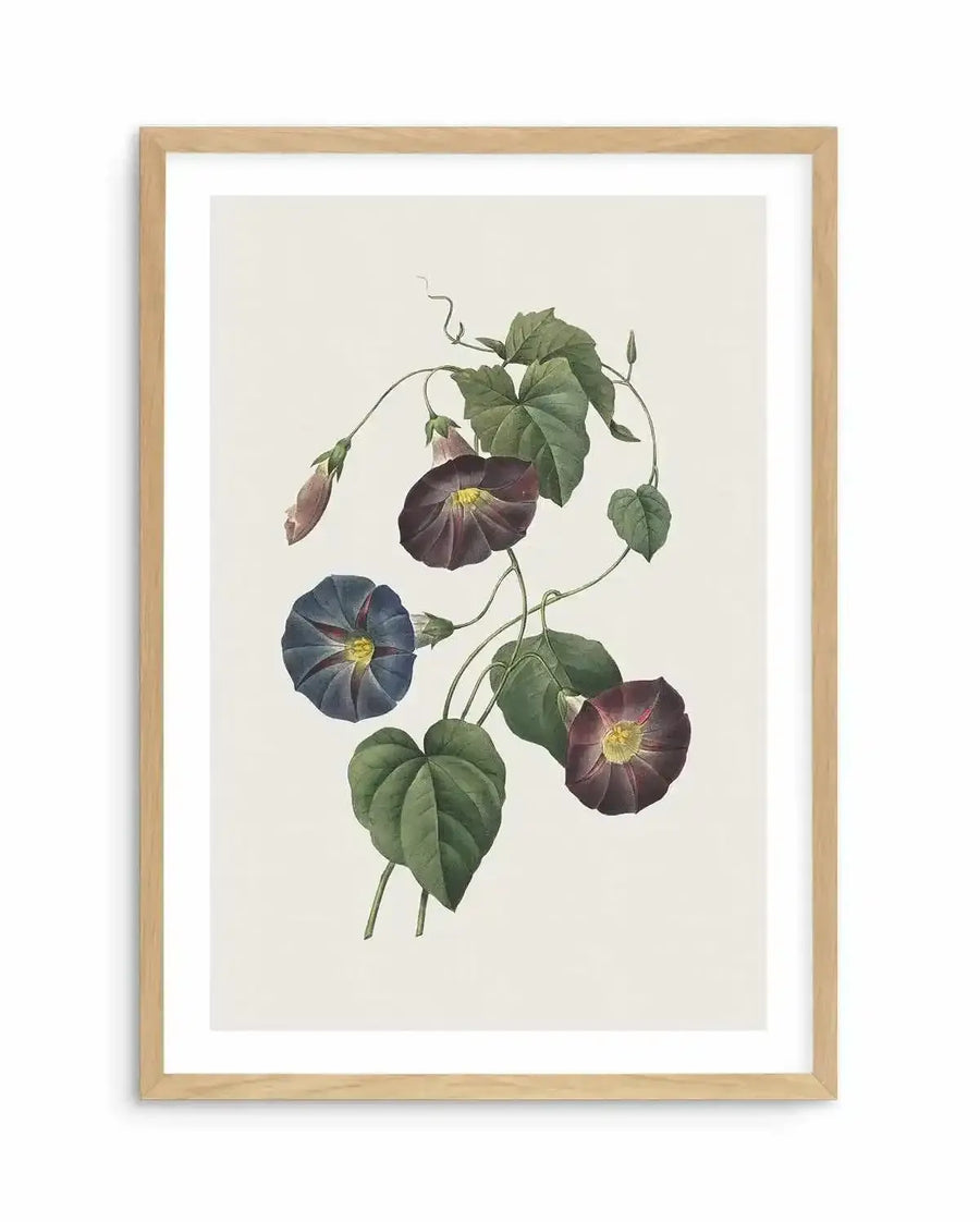 Botanical art print featuring an illustration of morning glory vines with deep purple and blue-violet trumpet-shaped flowers and green heart-shaped leaves, displayed in a natural oak frame with white border.