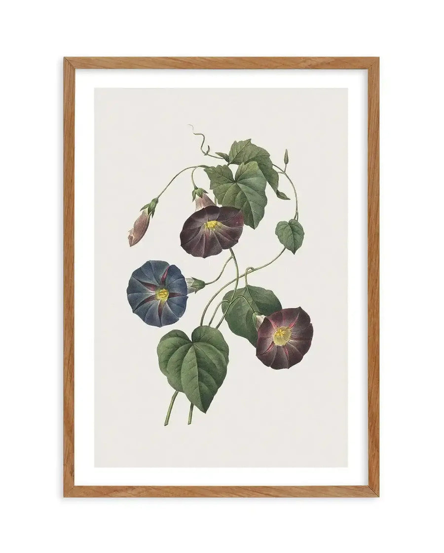 Botanical art print featuring a cluster of morning glory flowers and vines with deep purple and blue-violet blooms, green leaves, and tendrils on a cream background, displayed in a natural oak frame with white border.